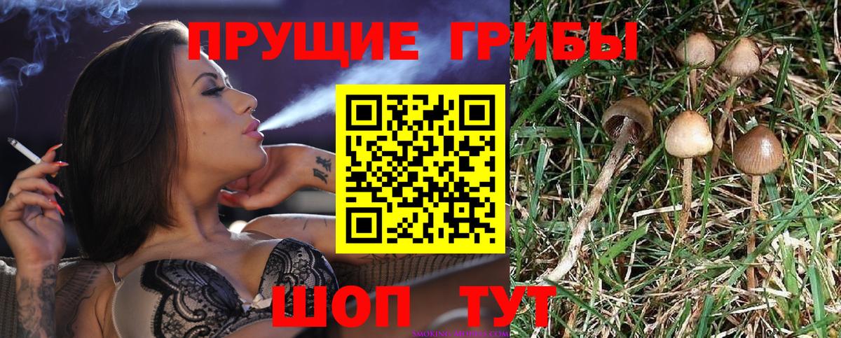 Псилоцибиновые грибы Magic Shrooms  Вход с VPN  Псилоцибиновые грибы Psilocybe  Карталы 
